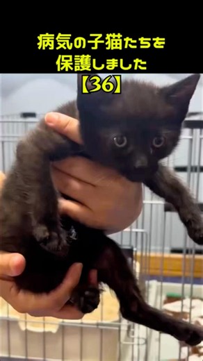 病気の子猫たちを保護しました【36】