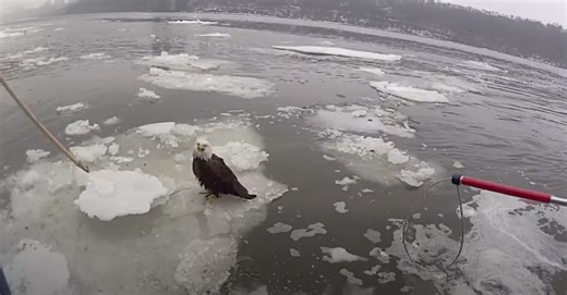 Bald Eagle, Marooned on Ice Chunk in Hudson, Is Rescued by Police