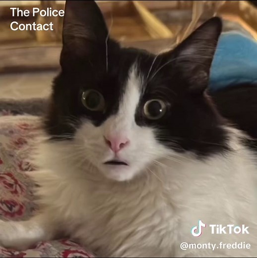 The Police: Monty and Freddie's Cat Adventures