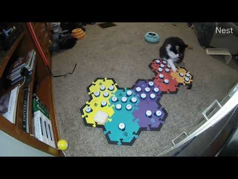 Todd Talks - Response to Jackson Galaxy Video