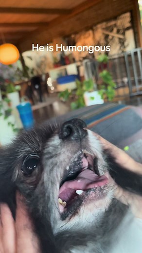 He only weighs 7lbs but it feels like 15. Because of his gravity #heishumongous #pomeranian #thelordhumongous #hugothepomeranian #hugothepom #hugothepom #dogsoftiktok