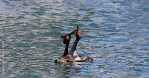 The great crested grebe (Podiceps cristatus latin name), water birds in courtship with synchronised dances during mating ritual on Lake Garda in Italy, Europe.