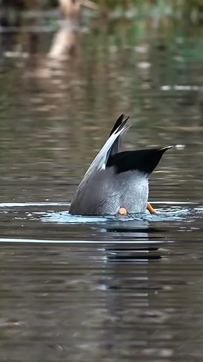 Ever seen a gadwall dabble? Here you go! #gadwall #dabblingduck #birdsonearth #birdlovers #birdnerd #birdwatching #birds_adored #best_birds_of_ig #birdfreaks #birdwatchers #birdsofnewyork #waterfowlphotography | Pramod prabhu photography