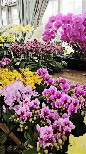 꽃바람(길려원) #음악감상 #풍경감상 #노래 #길려원 #꽃바람 #부산화훼공판장