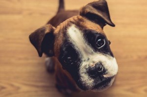 What a Dog Geneticist Wants You to Know about Dog Genetics