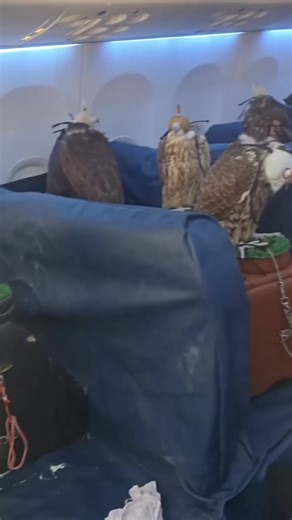 #collage avec @falcon hunting ᯓ★