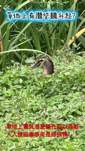 草地上驚見濳望鏡升起以為敵人入侵細看原來是綠頭鴨🦆！ #生態 #自然 #青年公園 #綠頭鴨
