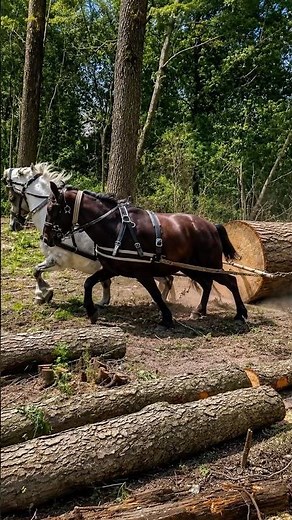 Why Do Loggers Still Use Horses?