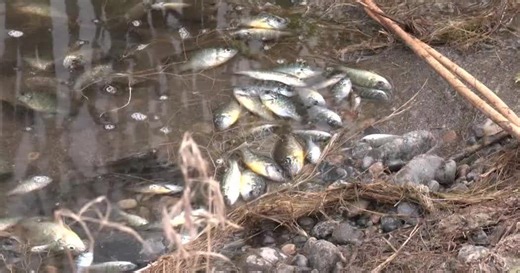 Laurel Pond fish kill confirmed by low oxygen levels