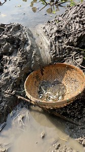 1.7M views · 7.5K reactions | Fishing in rural village | Rural Life | Facebook