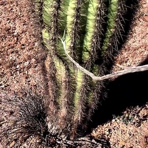 Aggressive cactus! A rattlesnake rattling, visible and "over there", is only dangerous if you choose to make it dangerous. Here, we use a cactus to show how silly this interaction appears in different context. | Rattlesnake Solutions