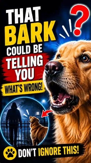 Stop punishing your dog for barking! 🛑#shorts