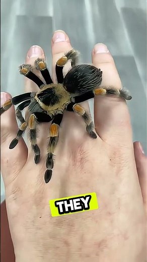 5 crazy facts about spiders 🕷️