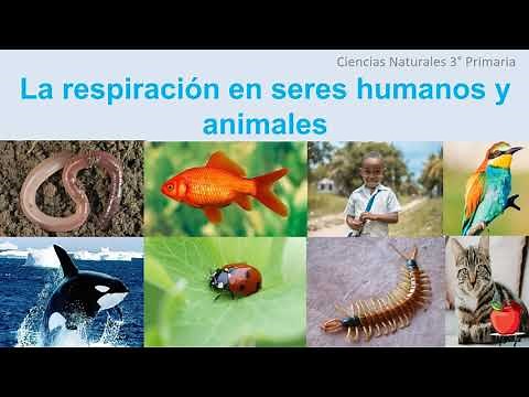 LA RESPIRACIÓN EN LOS SERES HUMANOS Y ANIMALES/ 3° CIENCIAS NATURALES /APRENDE DESDE CASA.