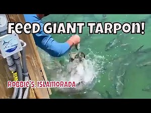 You WON'T BELIEVE This Tarpon Feeding at Robbie's in Islamorada!