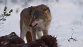 Relationships of two wolves in wintertime in slow motion near dead...