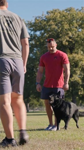 Pike — Elite German Shepherd Executive Protection Dog #germanshepherd #protectiondog #gsd #dog