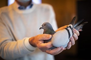 Le prix d'un pigeon voyageur s'envole à 1,6 million d'euros, nouveau record | RTS