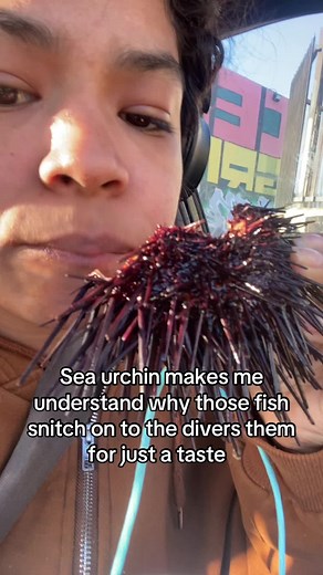 Understanding Sea Urchins and Their Behavior