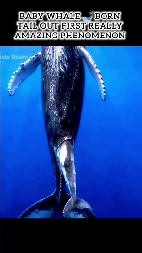new blue whale born 🐋 🐳 💙 /‪@Mysterysite‬ /#amazingnature #didyouknow #natureshorts #bluewhales
