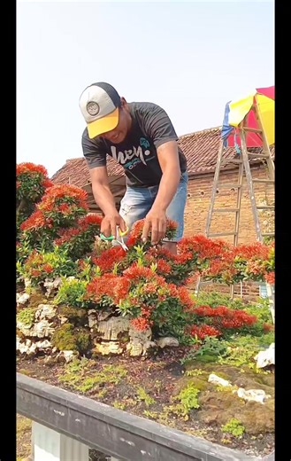 Bonsai mantap #inspirasi | Seni Bonsai Indonesia