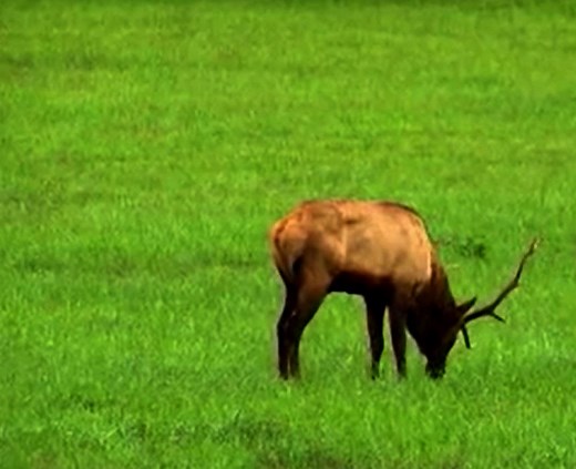 How to apply for the 2026 elk hunt in Tennessee