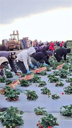 Strawberry Harvest at Sunrise!