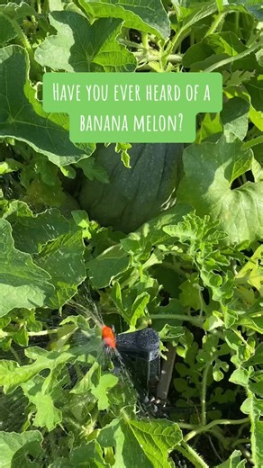 Morning garden treasures #bananamelon #Cantelope #BlackDiamondWatermelon #jerf #Gardening #CleanEating #EatTheRainbow #Garden #Organic | The Fit Farmacy