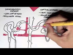 Nephrology - Kidney and Nephron Overview • Video • MEDtube.net