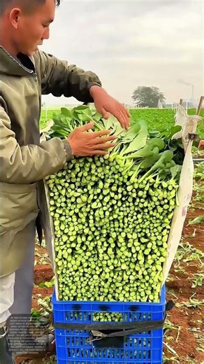 Harvesting Bounty: Farmers Gather Fresh Vegetables in the Fields