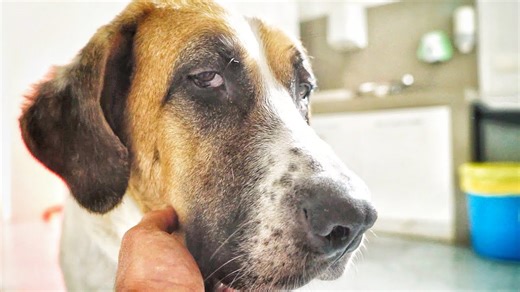 Dog makes a miraculous recovery after near‑death experience
