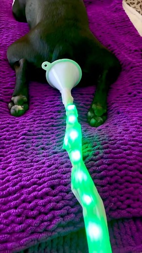 28K views · 7.3K reactions | The Dark Side of The Force is Strong With This One Follow @whenashmetbowser for more funny dog videos #fart #funny #starwars #dog #humor #lol #funnyshit #toilethumor #funnydog #funnydogvideo #bostonterrier #prank #funnyvideos #funnyaf #funnyanimals #dogs #funnyreels | Ash & Bowser | Facebook