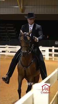 Magnífico de JH (Poseidón de JH x Atenas de JH) 1er puesto 36 a 48 meses, The Winter Festival 2026