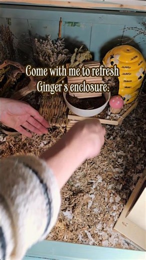 The first burrow clean and refresh for Ginger 🐹🫚🏠 | Syrian Hamster Care