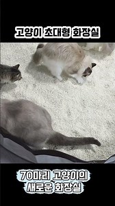 70마리 고양이를 위한 초대형 화장실! 모래를 붓자 몰려든 고양이들😹