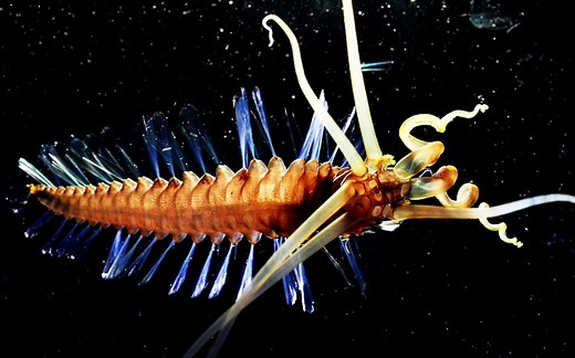 【youtube】洛夫克拉夫特的古老者？2800米深海的鱿鱼蠕虫