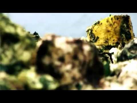 Harvesting of fodder beets - New technique