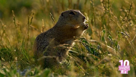 Ground Squirrel Feeding