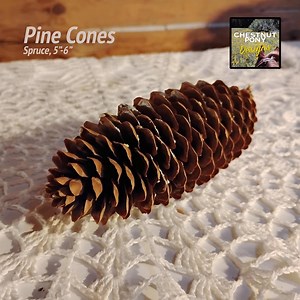 Large Pine Cones From Spruce Trees - Ready for Crafting, Rustic Wreaths, Potpourri or Natural Country Decor. Free Shipping - 4 or 8 Qty - Etsy