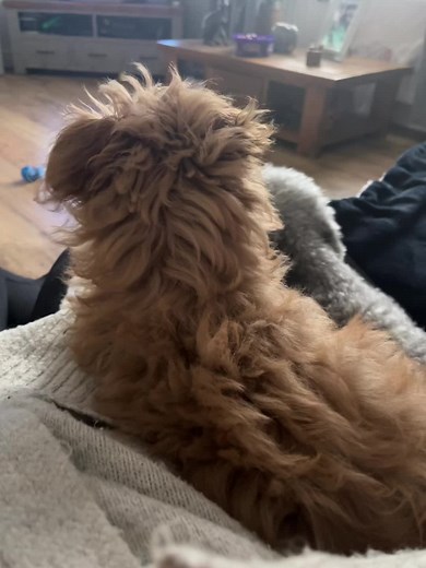 #puppy #chi-poo #poodle #chihuahua #baby #love #cute ##dogsoftiktok