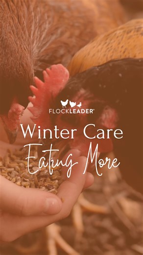 Did you know that chickens eat more during the winter? Dr. Mikayla is sharing winter challenges and some tips for managing the season change for your flock - watch the full video on our Youtube channel! https://youtu.be/AgWNcEYHEnU | Backyard Chicken Keeping