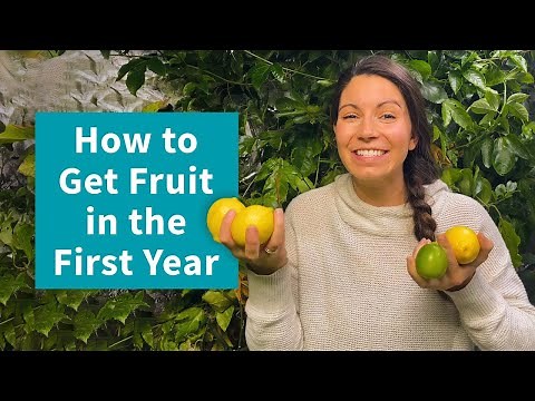 3 Tips to Increase Your Fruit Harvest | Fast Growing Trees