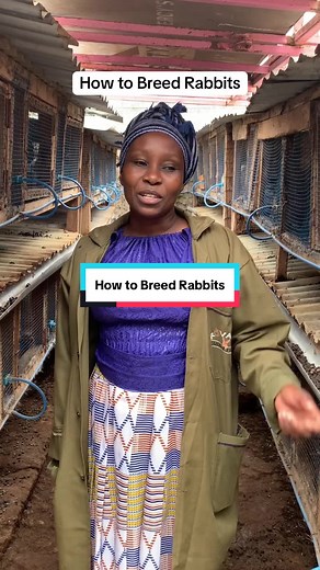 How to Breed Rabbits Effectively for Sustainable Farming