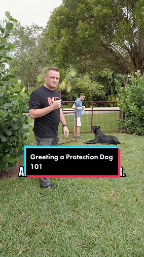 Greeting a Protection Dog 101 #dog #puppy #doglover #canecorso #fyp | cane corso