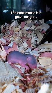 155K views · 1.6K reactions | Never seen this brand of “yoink” before 麗 (Don’t worry he’s safe! That’s his mom, yoinking just means they care) | MouseTales | Facebook