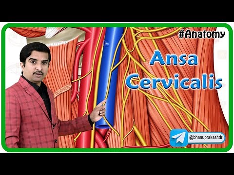 Ansa Cervicalis Anatomy 3D Animation / Ansa hypoglossi : Dr G Bhanu Prakash