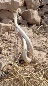 1.1K reactions · 68 shares | Víboras de cascabel en cortejo #víboradecascabel #serpientes | Ramon Rubal | Facebook