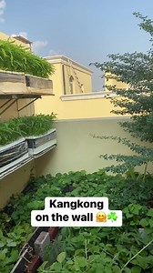 600K views · 9.4K reactions | #hydroponics #gardening #lifestyle #life #garden #vegetables #rooftop #video #reelsviral #reelsfb | Vegetable Gardening and More | Facebook