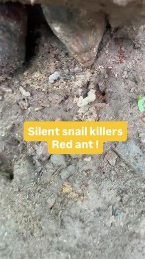 Even at 10,750. It’s coming heavily discounted to you! . If you can afford it please pay, if not check other snail farmers. You wouldn’t get it lesser. . Snail farming reloaded is strictly for beginners who want to start snail farm from their backyard with old car tyres. Price : 10,750 You can register via the link in bio or kindly reserve your slot by making payment here: Account details 1306317629 Joks agro and more Providus bank 10,750. . Send your payment receipt to : 234 708 826 5773 on Wha
