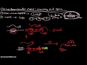 Cre-Lox Recombination Systems